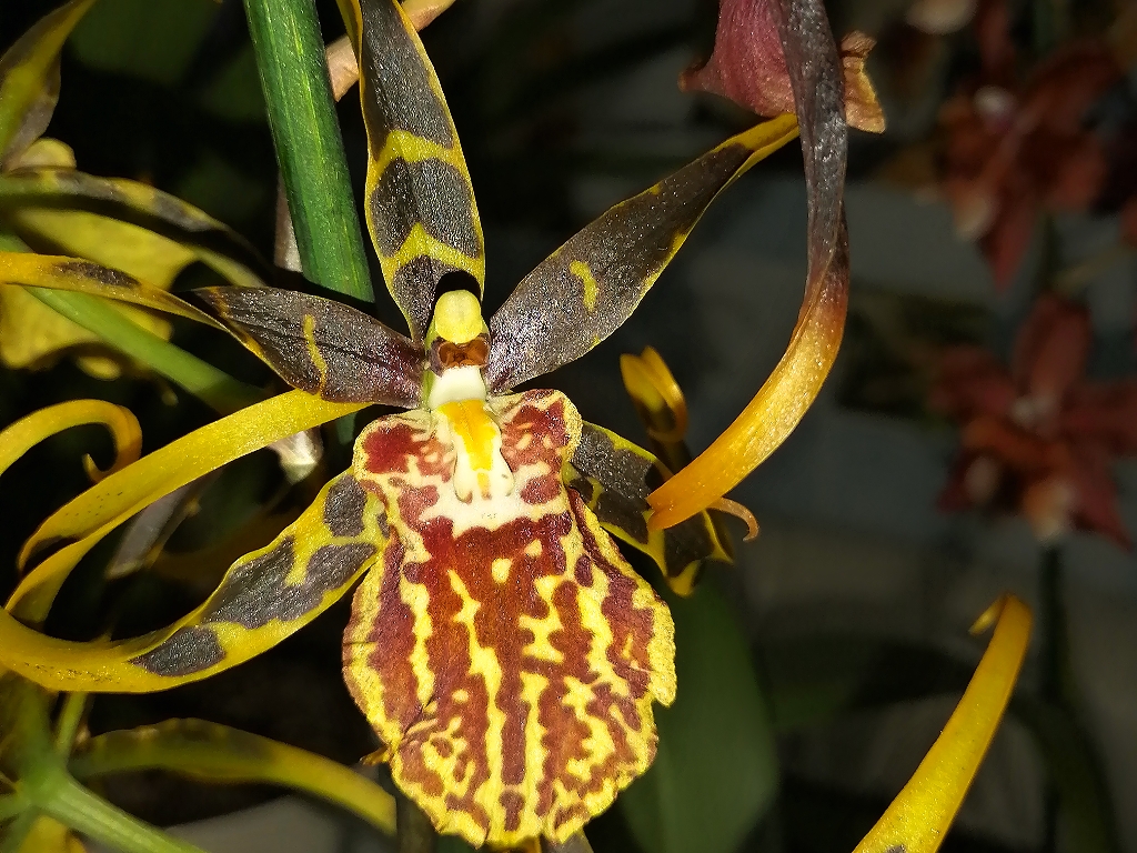 Орхидеи в природе как растут и размножаются фото
